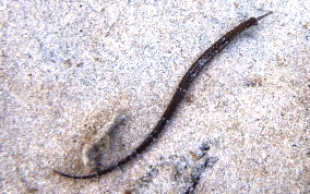 Shortfin Pipefish