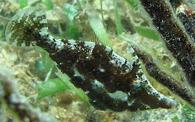 Slender Filefish - Monacanthus tuckeri