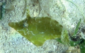 Slender Filefish - Monacanthus tuckeri