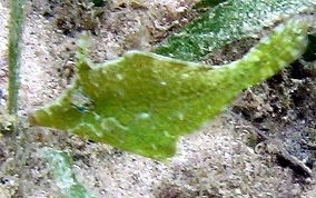 Slender Filefish - Monacanthus tuckeri