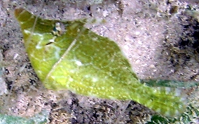 Slender Filefish - Monacanthus tuckeri