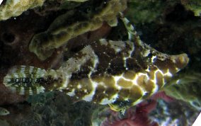 Slender Filefish - Monacanthus tuckeri