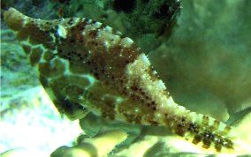 Slender Filefish - Monacanthus tuckeri