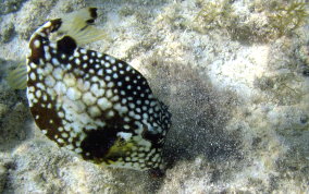 Smooth Trunkfish - Lactophrys triqueter