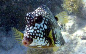 Smooth Trunkfish - Lactophrys triqueter