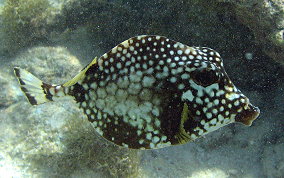 Smooth Trunkfish - Lactophrys triqueter