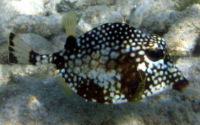 Smooth Trunkfish - Lactophrys triqueter