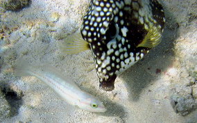 Smooth Trunkfish - Lactophrys triqueter