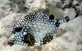 Smooth Trunkfish