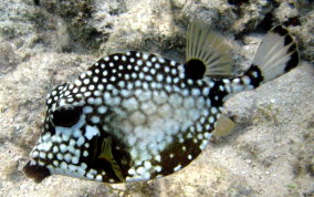 Smooth Trunkfish - Lactophrys triqueter