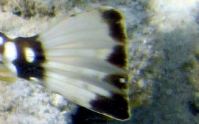 Smooth Trunkfish - Lactophrys triqueter