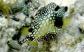 Smooth Trunkfish - Lactophrys triqueter