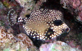 Smooth Trunkfish - Lactophrys triqueter