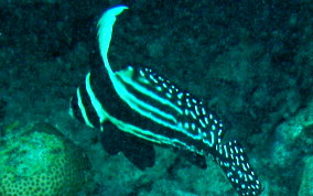 Spotted Drum - Equetus punctatus