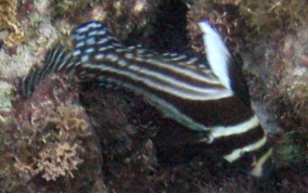 Spotted Drum - Equetus punctatus