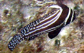 Spotted Drum - Equetus punctatus