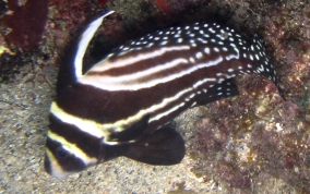 Spotted Drum - Equetus punctatus