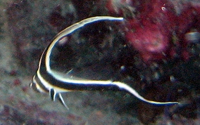 Spotted Drum - Equetus punctatus