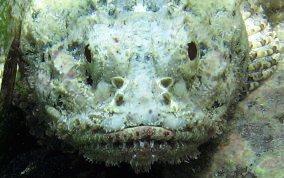 Spotted Scorpionfish - Scorpaena plumieri 