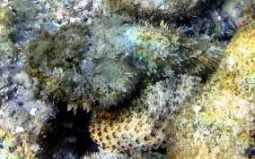 Spotted Scorpionfish - Scorpaena plumieri 