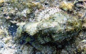 Spotted Scorpionfish - Scorpaena plumieri 