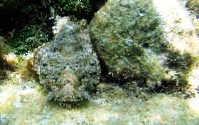 Spotted Scorpionfish - Scorpaena plumieri 