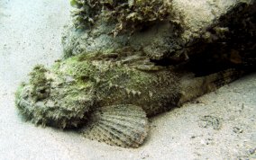 Spotted Scorpionfish