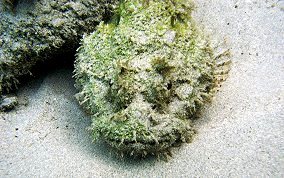 Spotted Scorpionfish