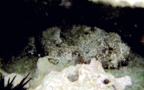 Spotted Scorpionfish - Scorpaena plumieri 