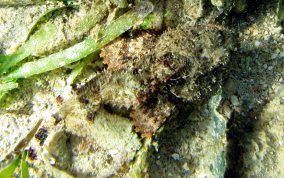 Spotted Scorpionfish - Scorpaena plumieri 