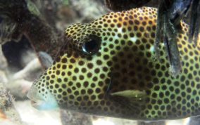 Spotted Trunkfish - Lactophrys bicaudalis