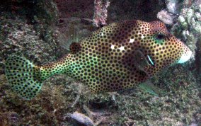 Spotted Trunkfish - Lactophrys bicaudalis