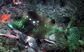 Spotted Trunkfish - Lactophrys bicaudalis