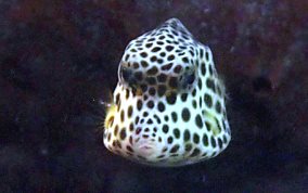 Spotted Trunkfish - Lactophrys bicaudalis