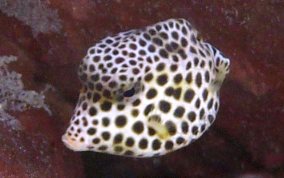 Spotted Trunkfish - Lactophrys bicaudalis