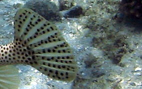 Spotted Trunkfish - Lactophrys bicaudalis