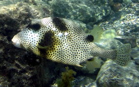 Spotted Trunkfish