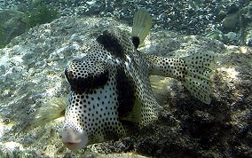 Spotted Trunkfish - Lactophrys bicaudalis