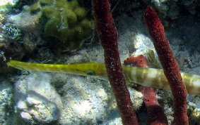 Trumpetfish - Aulostomus maculatus