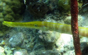 Trumpetfish - Aulostomus maculatus