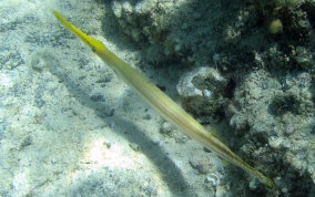 Trumpetfish - Aulostomus maculatus