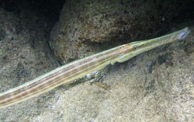 Trumpetfish - Aulostomus maculatus