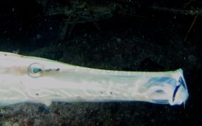 Trumpetfish - Aulostomus maculatus