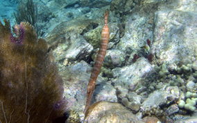 Trumpetfish - Aulostomus maculatus