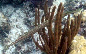 Trumpetfish - Aulostomus maculatus