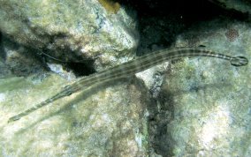 Trumpetfish - Aulostomus maculatus