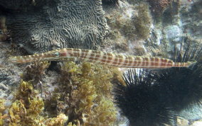 Trumpetfish