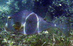 Buffalo Trunkfish - Lactophrys trigonus 