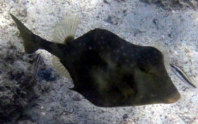 Buffalo Trunkfish - Lactophrys trigonus 