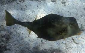 Buffalo Trunkfish - Lactophrys trigonus 